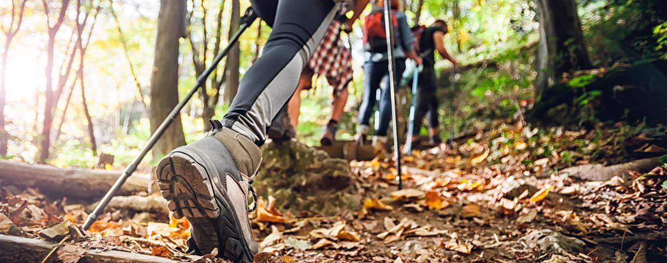 hiking: groepje wandelaars in een bos