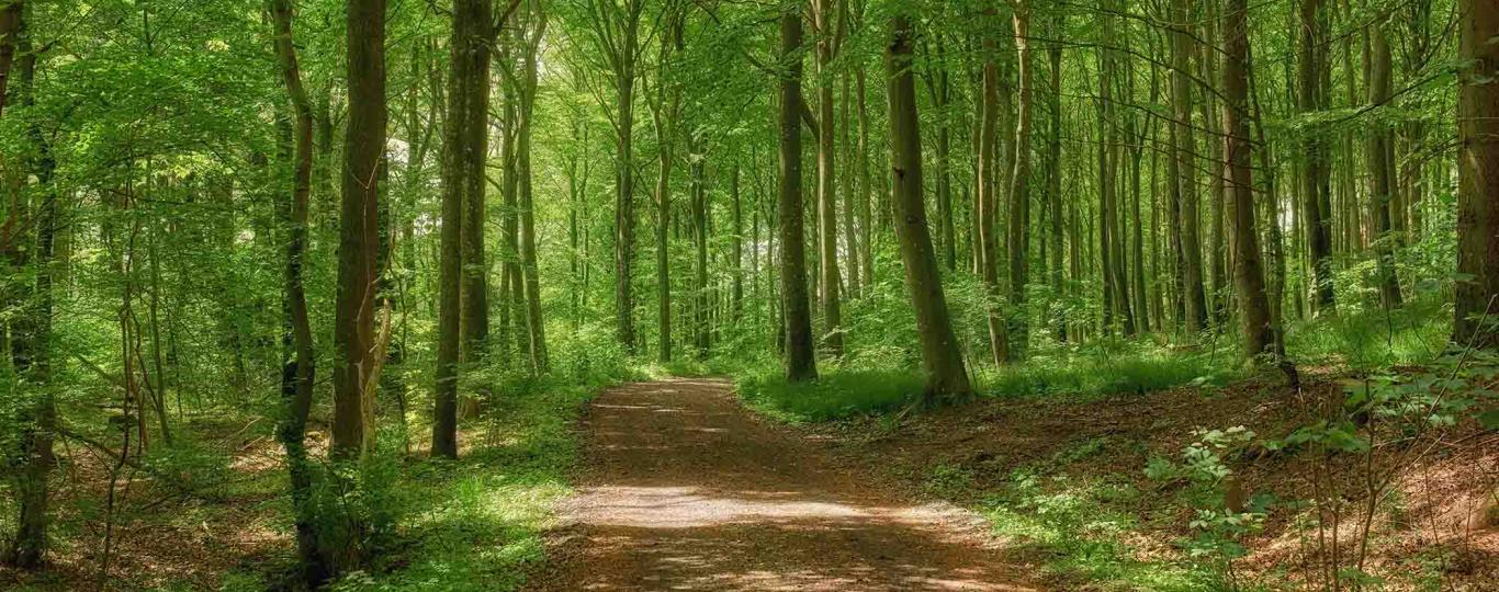 een pad in een bos