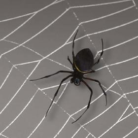 spin in een web