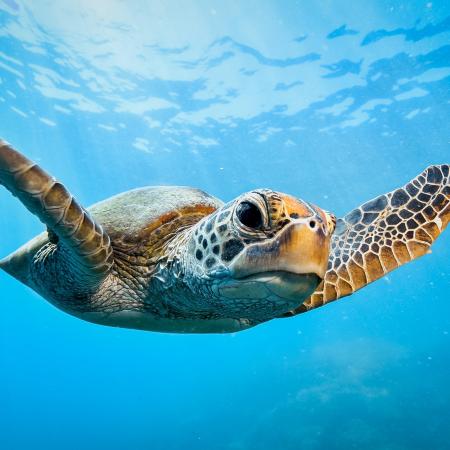 Zeeschildpad in The Great Barrier Reef