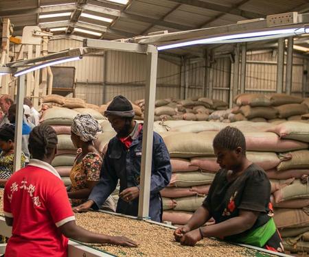 arbeiders selecteren koffiebonen in een fabriek in Afrika