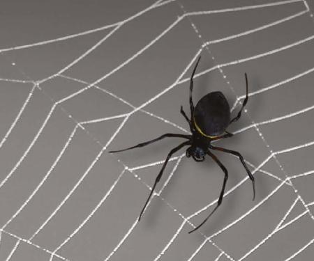 spin in een web
