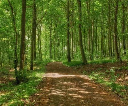 een pad in een bos